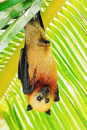 Aldabra flying fox.jpg