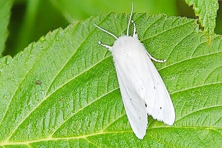 Virginian tiger moth.jpg