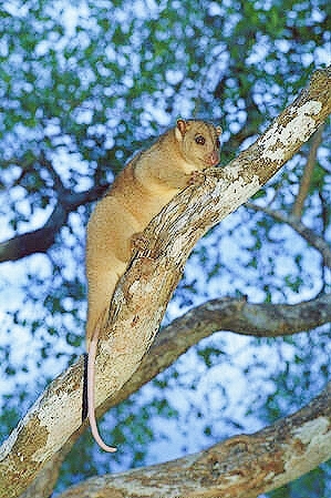 Northern common cuscus.jpg