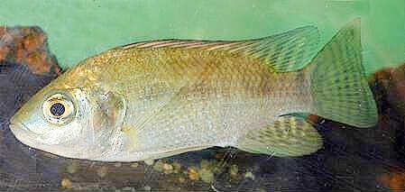 Nile tilapia.jpg