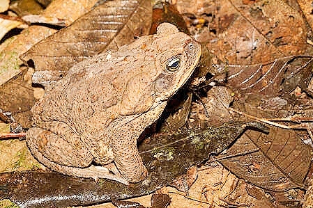 Cane toad.jpg