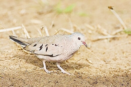 Common ground dove.jpg