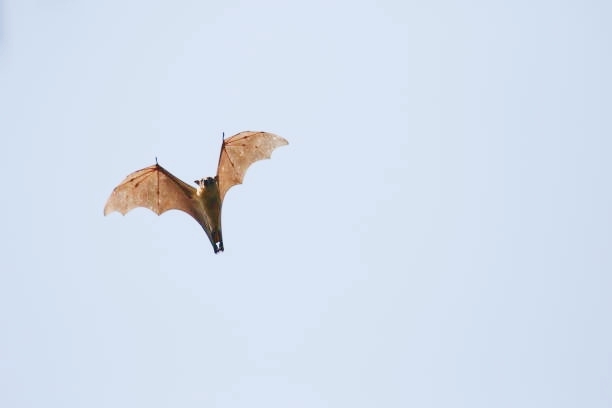 Straw-coloured fruit bat.jpg