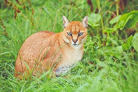 African golden cat.jpg