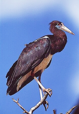 Abdim's stork.jpg