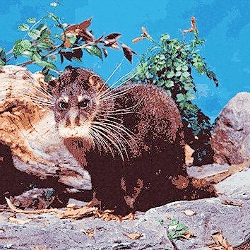 Otter civet.jpg