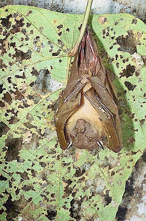 Unstriped tube-nosed bat.jpg