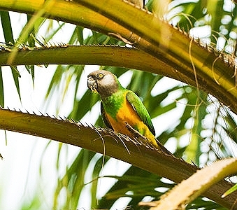 Senegal parrot.jpg