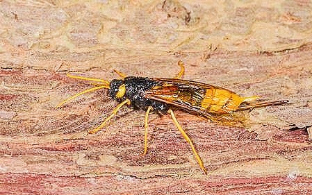 Giant wood wasp.jpg