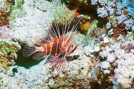 Clearfin lionfish.jpg