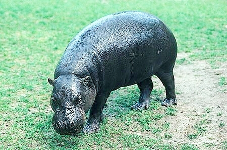 Pygmy hippopotamus.jpg