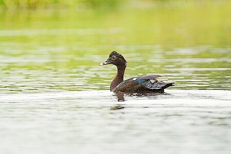 Muscovy duck.jpg