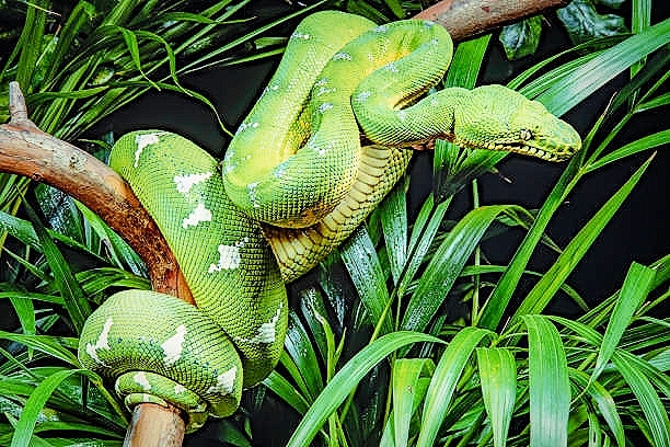 Emerald tree boa.jpg