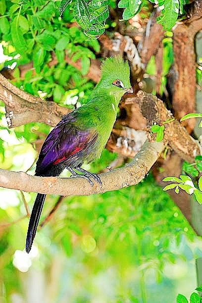 Guinea turaco.jpg