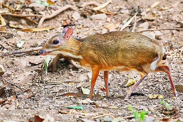 Lesser mousedeer.jpg