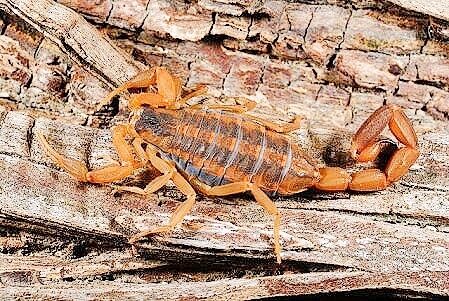 Striped bark scorpion.jpg