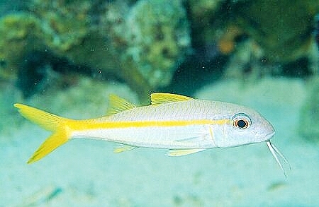 Yellow goatfish.jpg