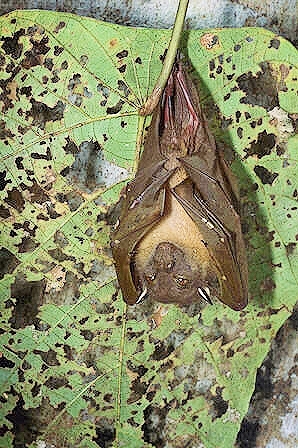 Unstriped tube-nosed bat.jpg