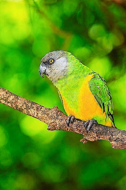 Senegal parrot.jpg