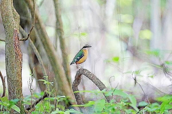 African pitta.jpg