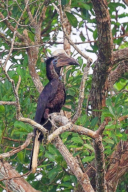 Yellow-casqued hornbill.jpg