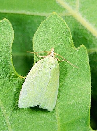 Green oak tortrix moth.jpg