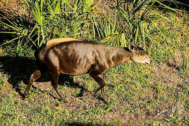 Yellow-backed duiker.jpg