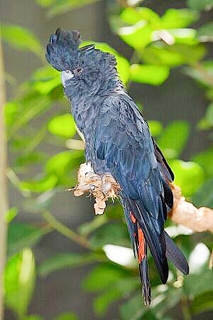 Red-tailed black cockatoo.jpg