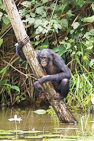 Pygmy chimpanzee.jpg