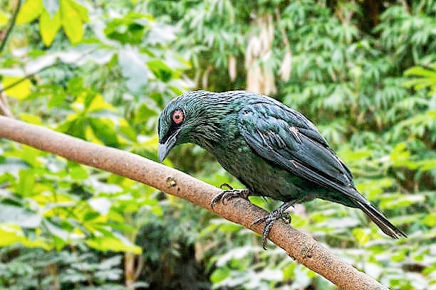 Asian glossy starling.jpg