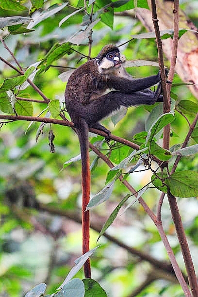 Red-tailed monkey.jpg