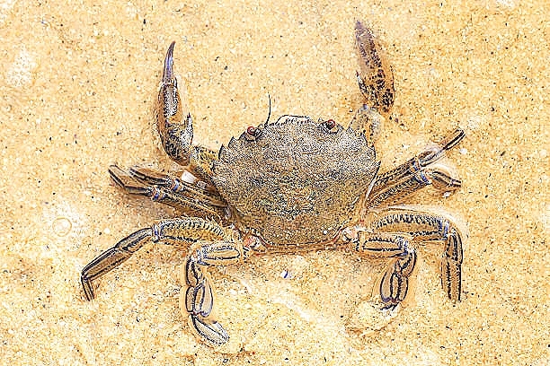 Velvet crab.jpg