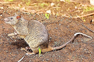 African giant pouched rat.jpg