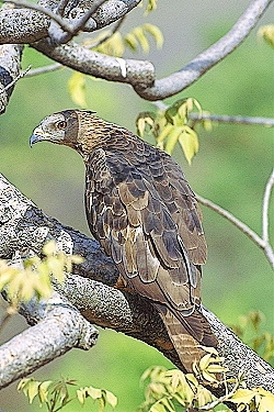 Crested honey buzzard.jpg