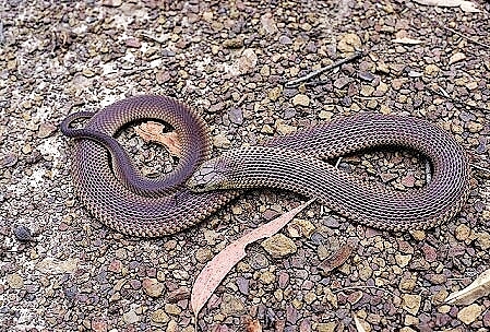 King brown snake.jpg