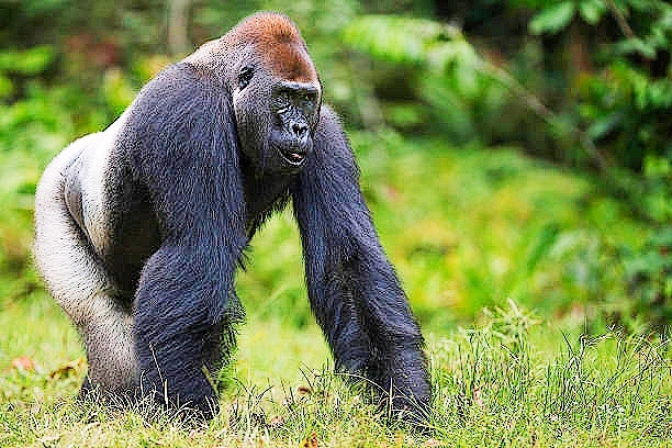 Western gorilla.jpg