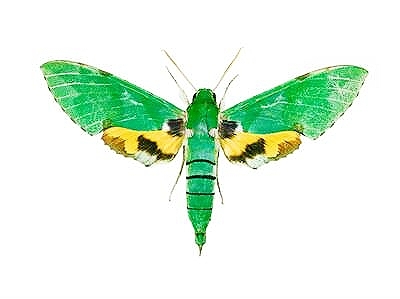 Verdant sphinx moth.jpg