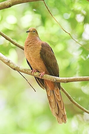 Brown cuckoo-dove.jpg