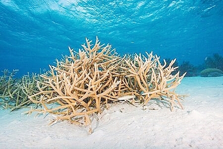 Staghorn coral.jpg