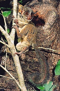 Demidoff's dwarf galago.jpg