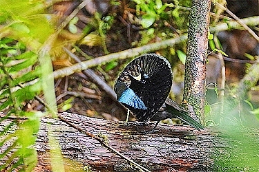 Vogelkop lophorina.jpg