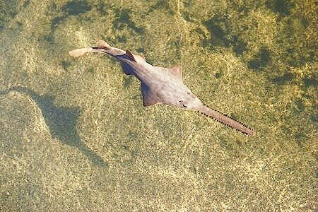 Smalltooth sawfish.jpg