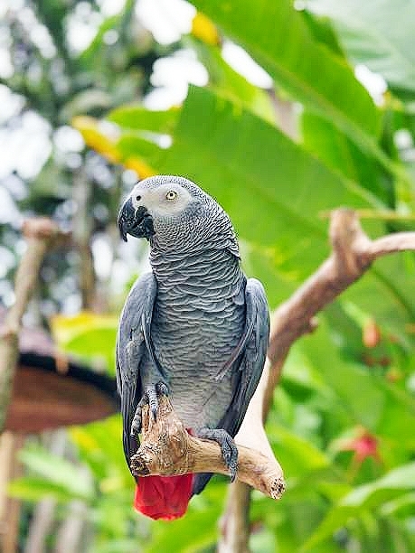 African grey parrot.jpg