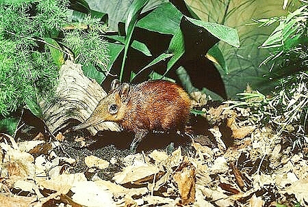 Chequered elephant shrew.jpg