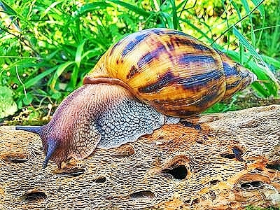 Giant tiger land snail.jpg