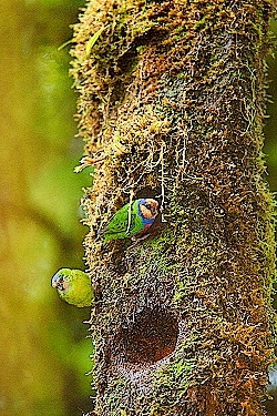 Red-breasted pygmy parrot.jpg