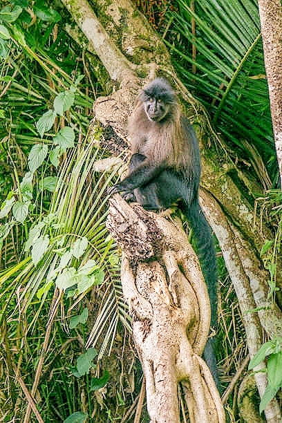 Grey-cheeked mangabey.jpg