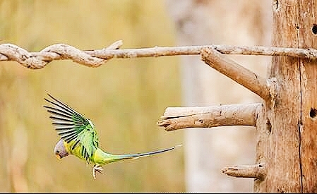 Grey-headed parakeet.jpg