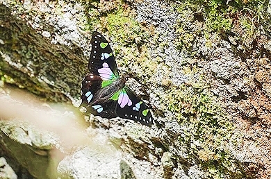 Purple-spotted swallowtail.jpg