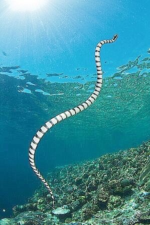 Black-banded sea krait.jpg